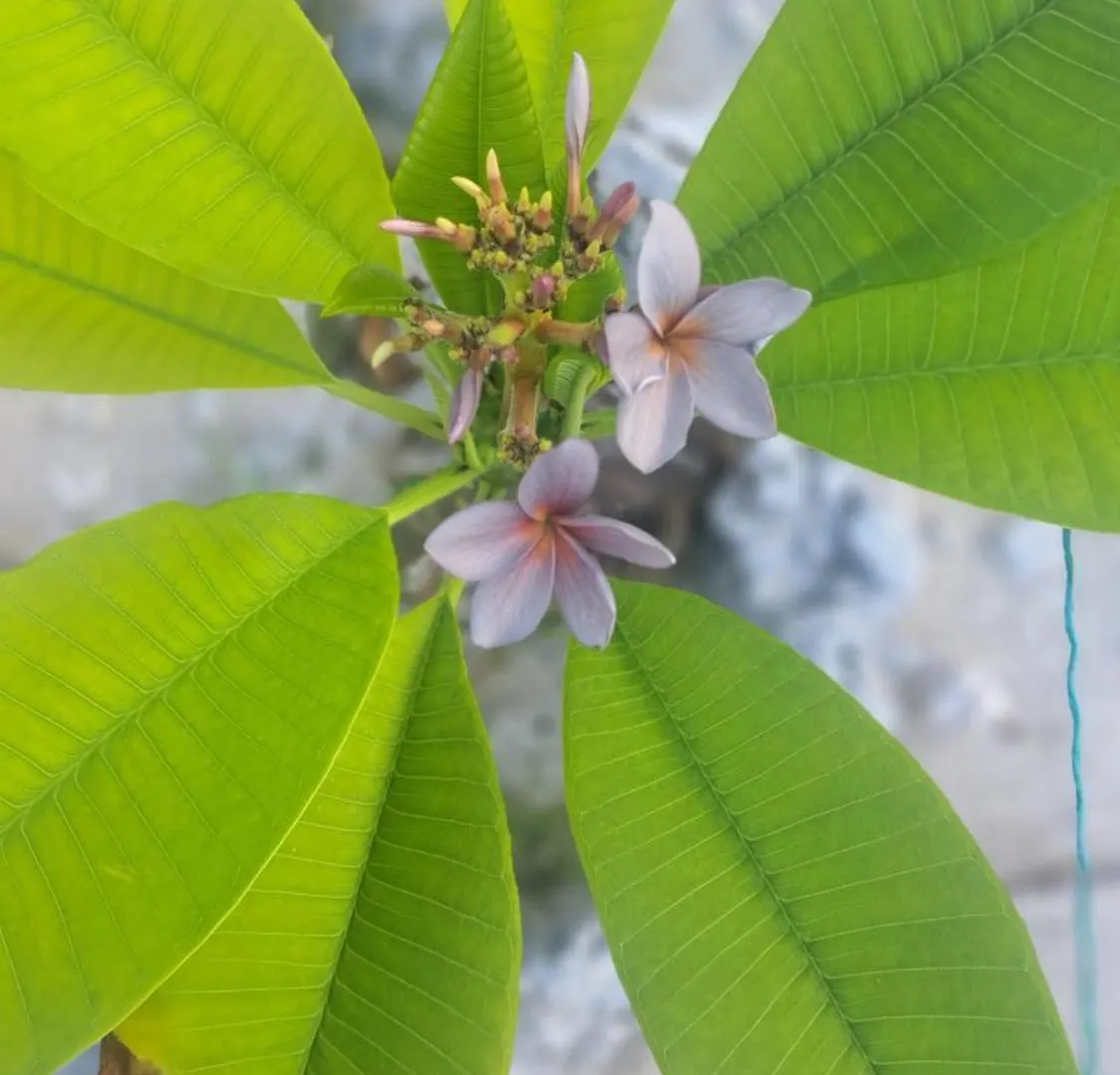 Camping Mahana Tua Lodge Huahine Fare